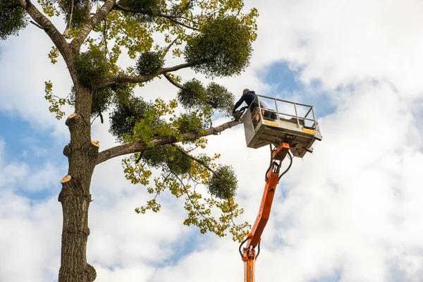 Professional Tree Service Tallahassee Residents Trust