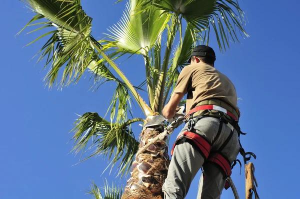Affordable Tree Service Janesville with Professional Arborist Team