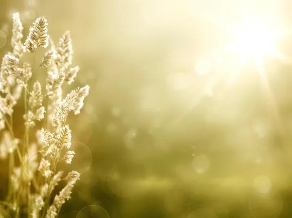 Professional Landscaping Solutions to Beautify Your Property